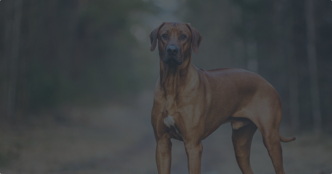 EUROPEAN DOG SHOW & AUSTRIAN WINNER 2019