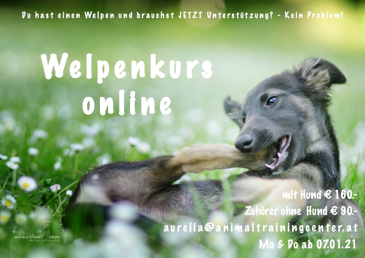 ATC-Online-Welpenkurs